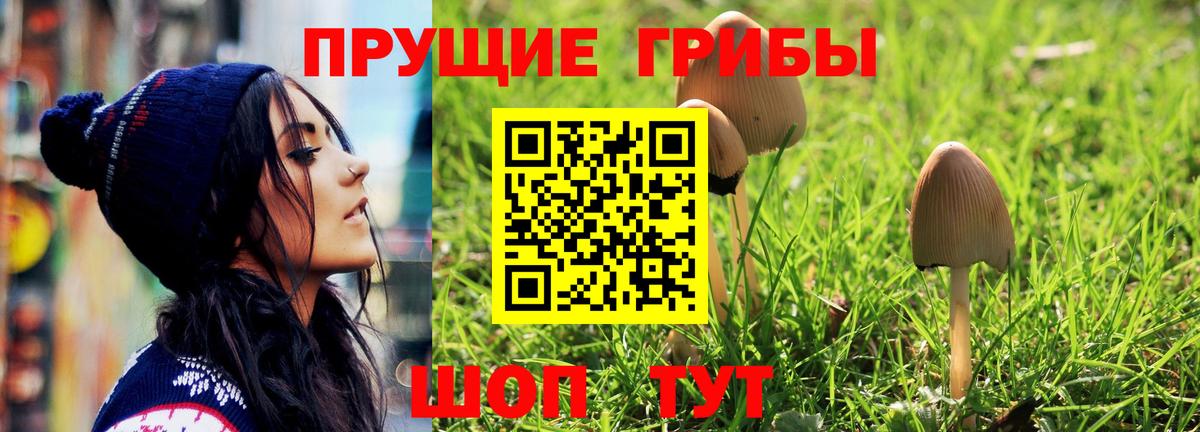 Псилоцибиновые грибы прущие грибы  Вход с VPN  Георгиевск  Псилоцибиновые грибы Psilocybine cubensis 